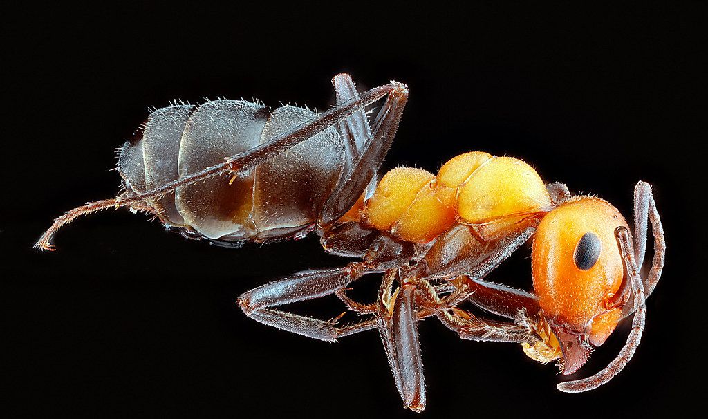 Ant Control service in Rancho Cordova, CA