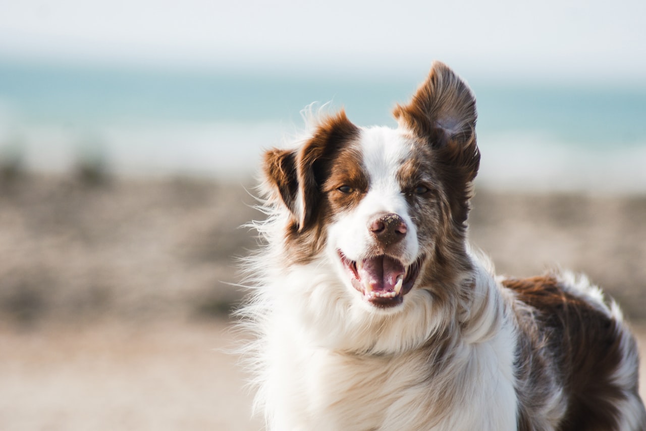 Flea & Tick Control service in Rancho Cordova, CA