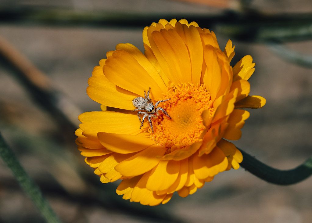 Spider Control service in Rancho Cordova, CA